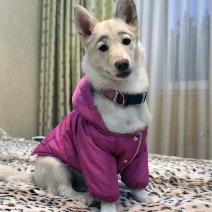 Ngoài ra, mọi người đều mừng thay cho chú chó nhỏ Betty vì cuối cùng cô đã tìm được một ngôi nhà dành cho mình.