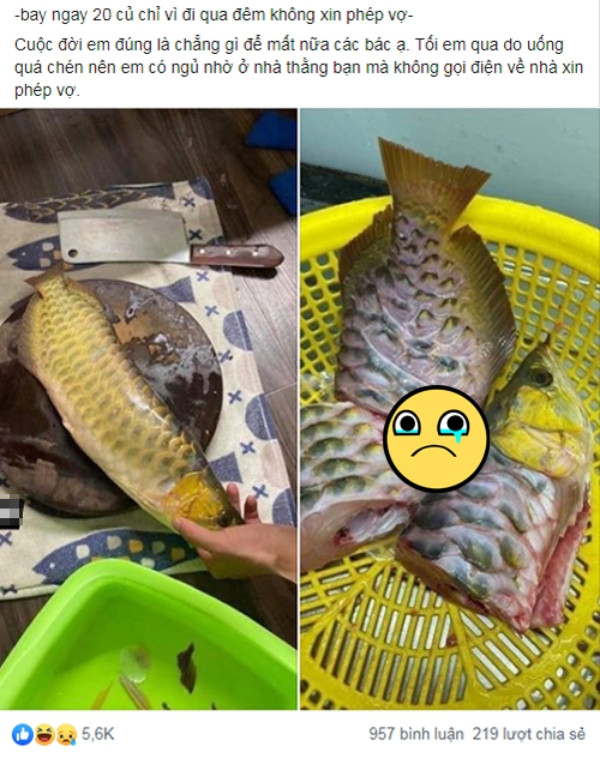 Được mệnh danh là "đế vương" trong thế giới cá cảnh, cá rồng khiến biết bao người "say mê", chấp nhận bỏ ra hàng chục triệu hay tiền tỷ để sở hữu. Thế nhưng, "hồng nhan bạc phận" là có thật khi mới đây, chỉ vì chủ đi nhậu, vợ gọi không về nên chú cá xấu số bị đem ra để trút giận.