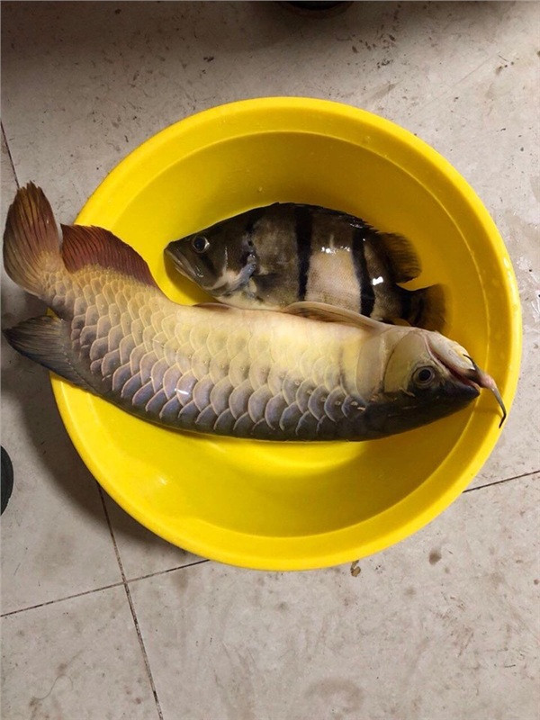 Từ những sự việc trên, dân mạng để lại những lời khuyên cho các ông chồng là: "Nếu có lỡ mê nhậu hay nhậu quên đường về thì cũng nên báo một tiếng cho vợ tránh trường hợp cá cưng bị đem ra trút giận".