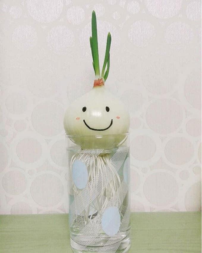 Chỉ với 1 củ hành tây có thể mua được từ chợ hay siêu thị, sau đó làm vài bước "sơ chế" đơn giản với những vật dụng có sẵn tại nhà, thế là mọi người có được thành phẩm đáng yêu "khoe" bạn bè trên mạng xã hội.
