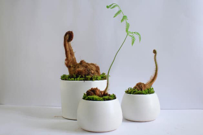 Dương xỉ được biết đến là loại cây dại, thường mọc ở những nơi ẩm ướt. Loại cây này ít ai để ý vì ít người biết đến công dụng của chúng.