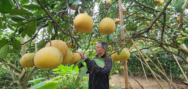 Mỗi quả bưởi ông Tụ bán với giá từ 50.000 đồng trở lên. Mỗi năm vườn bưởi này cho thu hoạch hàng trăm triệu đồng.