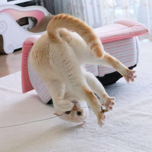 Tuy nhiên, sau khi những bức ảnh độc đáo này được chia sẻ khắp nơi thì nhiều người tinh ý phát hiện ra đây chỉ là một trò đùa của một ai đó vui tính.