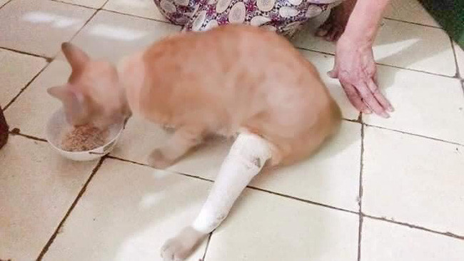 Tuy nhiên, chắc vì đam mê quá nên chú mèo nhảy nhót quá đà, kết quả bị gãy chân phải đi bó bột.