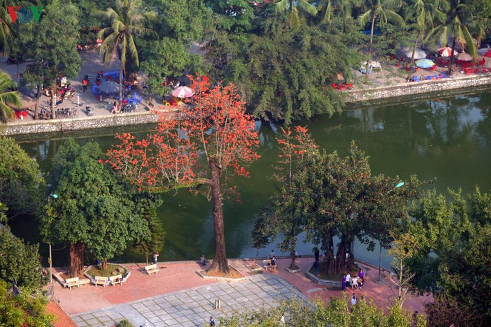 Trước kia, sân Chùa Cả (chùa chính dưới chân núi) có 5 cây hoa gạo. Nhưng 4 cây đã chết, còn một cây nằm mé bên trái chùa, gần cầu “Nhật Tiên Kiều” Nhà chùa trồng thêm 2 cây mới. Hiện tại trong 3 cây này 2 cây ra hoa đứng cạnh nhau, trong đó cây lớn là cây còn lại của 5 cây cũ, còn 1 cây mới trồng đối xứng qua sân chùa chưa ra hoa.