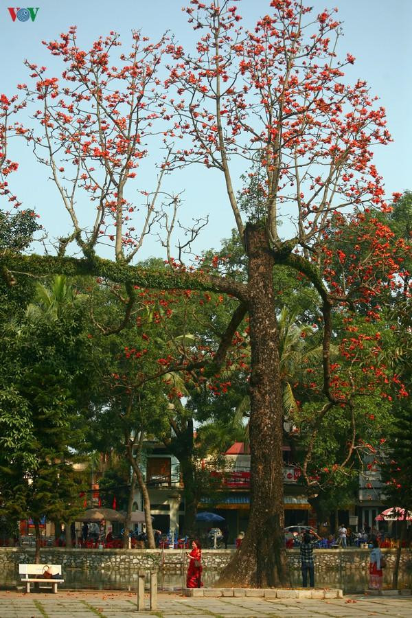Cây gạo cổ thụ cao khoảng 30m, với đường kính gốc cỡ 3 người ôm.