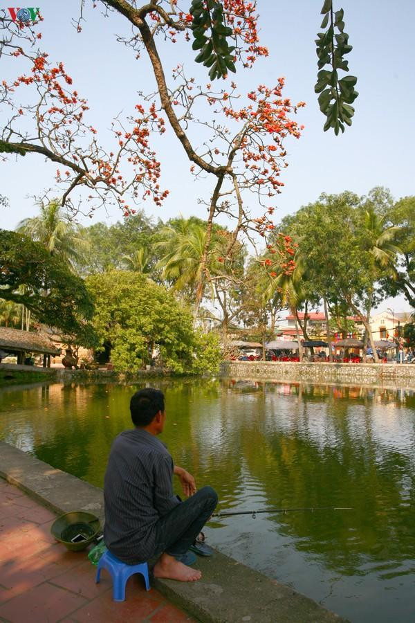 Những cành hoa rủ xuống hồ đẹp xao xuyến.