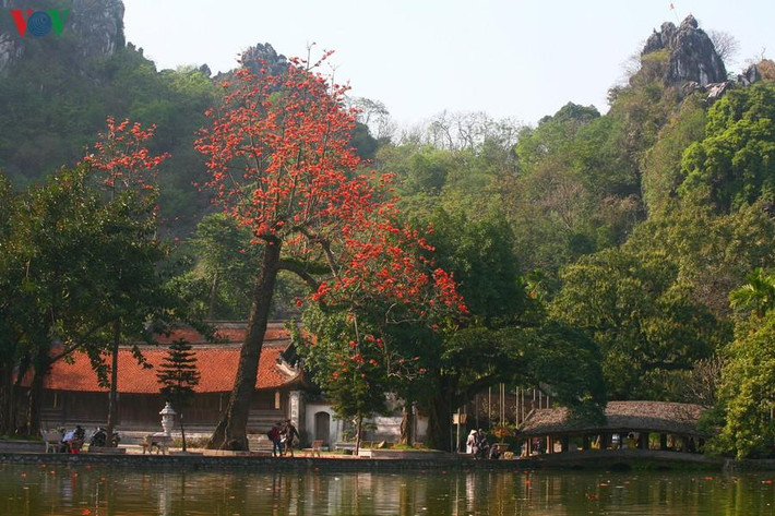 Như lời hẹn ước, tới tháng Ba, những cây hoa gạo ở Chùa Thầy (xã Sài Sơn, huyện Quốc Oai, Hà Nội) lại nở hoa, làm nên nét đẹp rất riêng trong không gian ngôi chùa cổ kính. Hoa gạo nở đỏ rực nổi bật, ấn tượng thu hút mọi ánh nhìn.