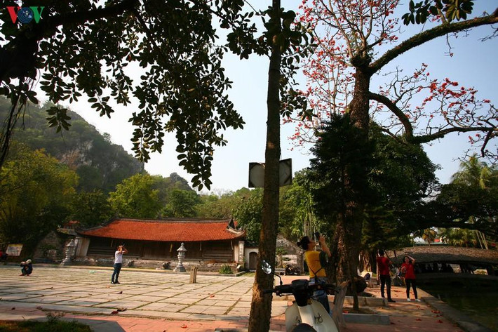 Hai cây gạo đang ra hoa đứng kế bên hồ nước. Bên trái ảnh là Chùa Cả.
