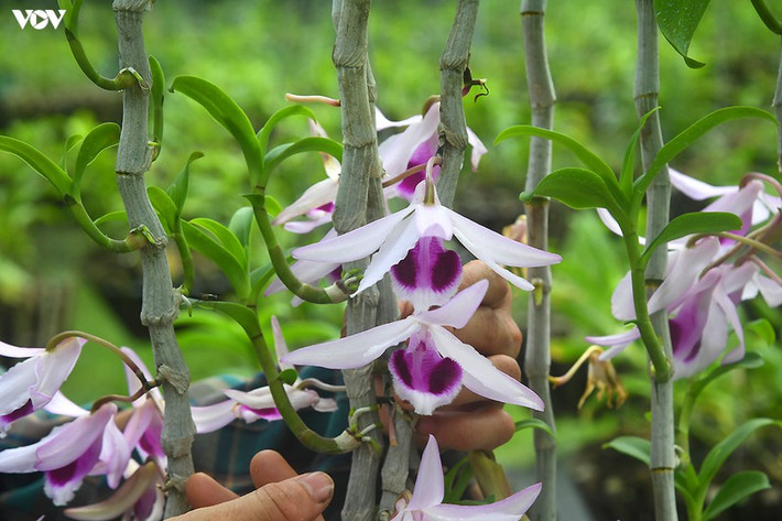 Trong vườn có nhiều giống hoa quý, trị giá kinh tế cao.