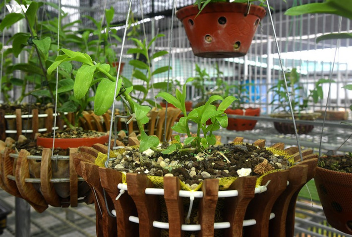 Cây phải đủ dinh dưỡng, đủ nắng, đủ gió, đủ độ ẩm... để đảm bảo phát triển tốt.