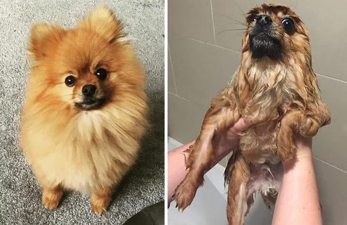 Nhanh lên, sấy lại xù cho em!