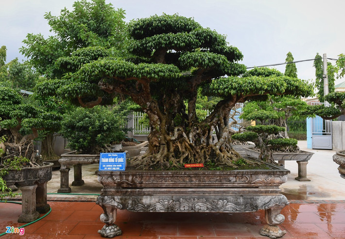 Nổi bật nhất là tác phẩm cây sanh cổ “Thành đồng tổ quốc” cao hơn 2 m, tán rộng hơn 3 m, có giá trị hàng chục tỷ đồng. Ngoài ra, anh Mười còn có tác phẩm “Tiên lão giáng trần”. Đầu năm nay, anh đã chuyển nhượng cho một người cùng ở Thường Tín với giá 16 tỷ đồng. Sau vài tháng, người này đã chuyển nhượng cho một đại gia ở Phú Thọ với giá 28 tỷ.