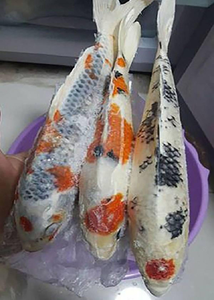 Cá chép Koi là loài cá cánh được nhiều tay chơi "ưa chuộng" bởi những hoa văn, họa tiết trên mình chúng rất phong phú và đa dạng.