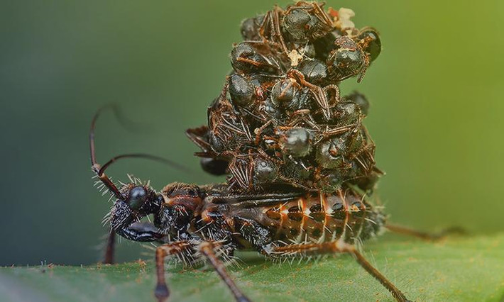 Cảnh bọ sát thủ tí hon ''mặc'' xác nạn nhân để ngụy trang.