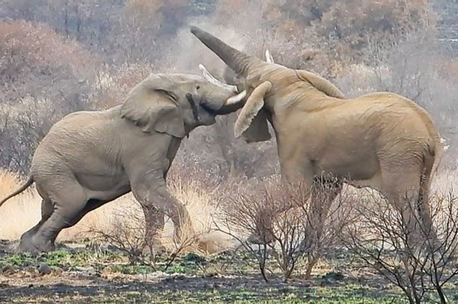Cả hai con vật dùng vũ khí ngà và vòi, đôi khi tung cú đá mạnh trong cuộc chiến với đồng loại. Mặc dù đã chống trả rất quyết liệt, nhưng đối thủ của Mavuso lại có sức trẻ và nhanh nhẹn hơn nhiều nên chiếm được ưu thế.