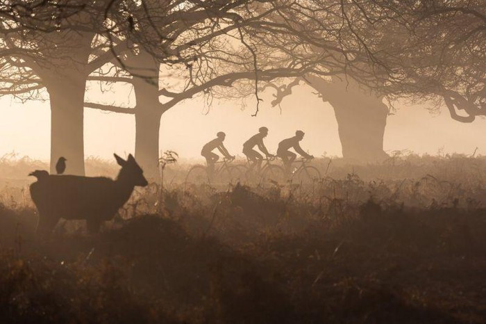 Bức ''Observer'' của Agata Boguszewska ở Richmond Park, London