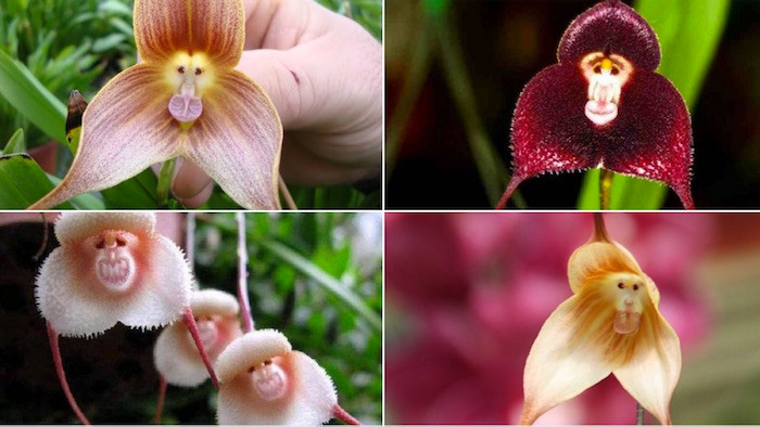 Hiện nay có khoảng do những loài lan thuộc Chi này đều có hoa trông rất kỳ dị, dễ khiến người ta liên tưởng đến Quỷ hút máu Dracula. 120 loài trong chi Dracula đã được ghi nhận. Hầu hết trong số đó được tìm thấy tại Ecuador.
