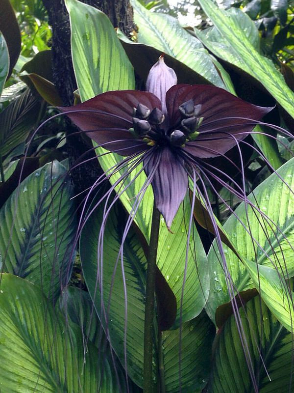 Tacca chantrieri còn được gọi là Hoa dơi, Hoa quỹ dữ, Râu hùm hay Mèo đen thường sinh trưởng ở những vùng nhiệt đới. Đây là một trong những loài thực vật hiếm gặp ở vùng nhiệt đới Đông Nam Á, thoạt nhìn giống con dơi màu đen, còn được biết đến với tên là hoa quỷ dữ, hoa râu hùm, hoa mèo đen, đều là những cái tên khiến bạn "rợn tóc gáy".