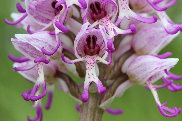 Không đáng sợ như những loài hoa trên, Orchidea Itamica trông như những con rối bởi có hình thù khá giống người.