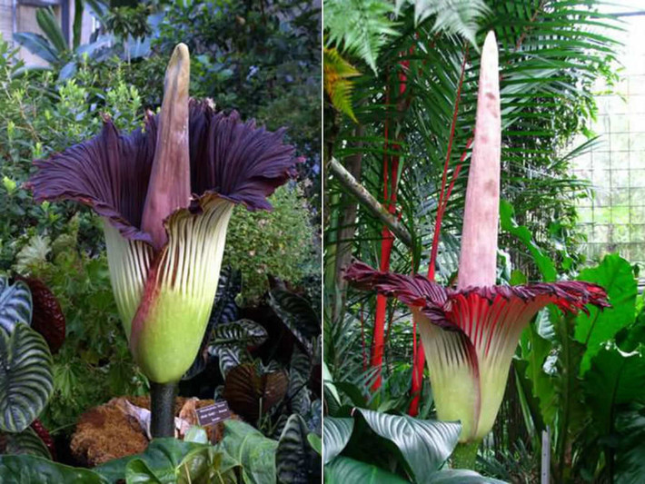 Loài hoa khó ngửi nhất thế giới có mùi thịt thối rữa có tên Titan arum, được phát hiện lần đầu ở khu rừng nhiệt đới xích đạo phía tây Sumatra, Indonesia.