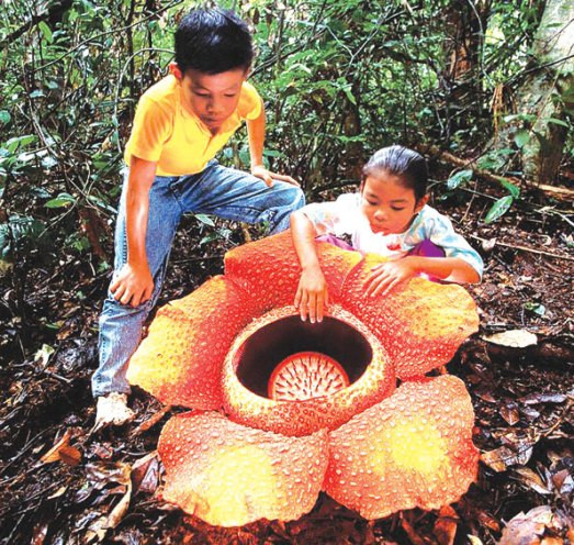 Người ta từng đo được bông to nhất có đường kính tới 1,4mvà nặng 50kg. Khi mới nở, chúng có mùi rất thơm, nhưng chỉ vài ngày sau lại phát ra mùi thịt thối rữa.