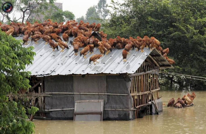 Muôn vàn cách chống lũ của động vật, trong đó không thể thiếu cách trốn lên mái nhà thế này.