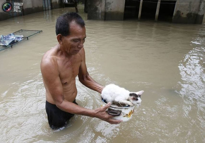 Chú mèo nhanh trí nhảy lên và bám chặt vào chiếc nồi chờ chủ nhân tới cứu.