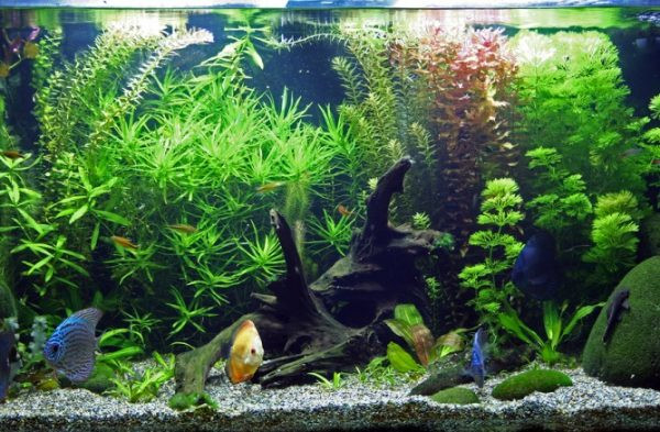 Phong thủy bể cá trong nhà và hồ cá phong thủy bàn làm việc sẽ giúp không gian trở nên sinh động, hài hòa với thiên nhiên mà còn hứa hẹn mang đến tài lộc, tài khí, sự nghiệp thăng tiến cho gia chủ. Không gian phòng khách sẽ là vị trí đặt bể cá trong nhà phù hợp nhất vừa đẹp vừa gia tăng sinh khí, tài lộc, sức khỏe cho gia đình.