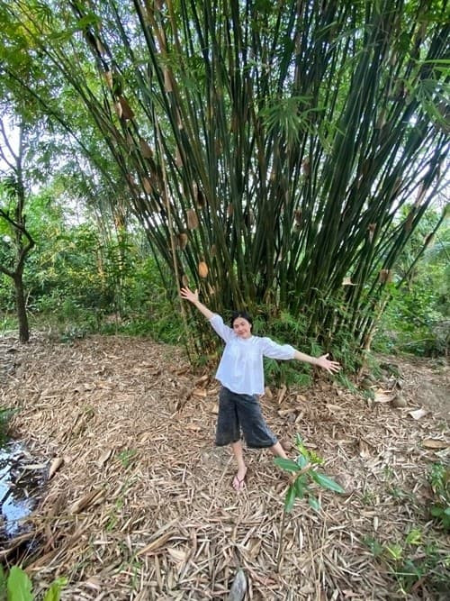 Bên cạnh đó, khu vườn của gia đình Vân Trang còn có những bụi tre lớn, tạo bóng mát cho vườn nhà. Ảnh: chụp màn hình