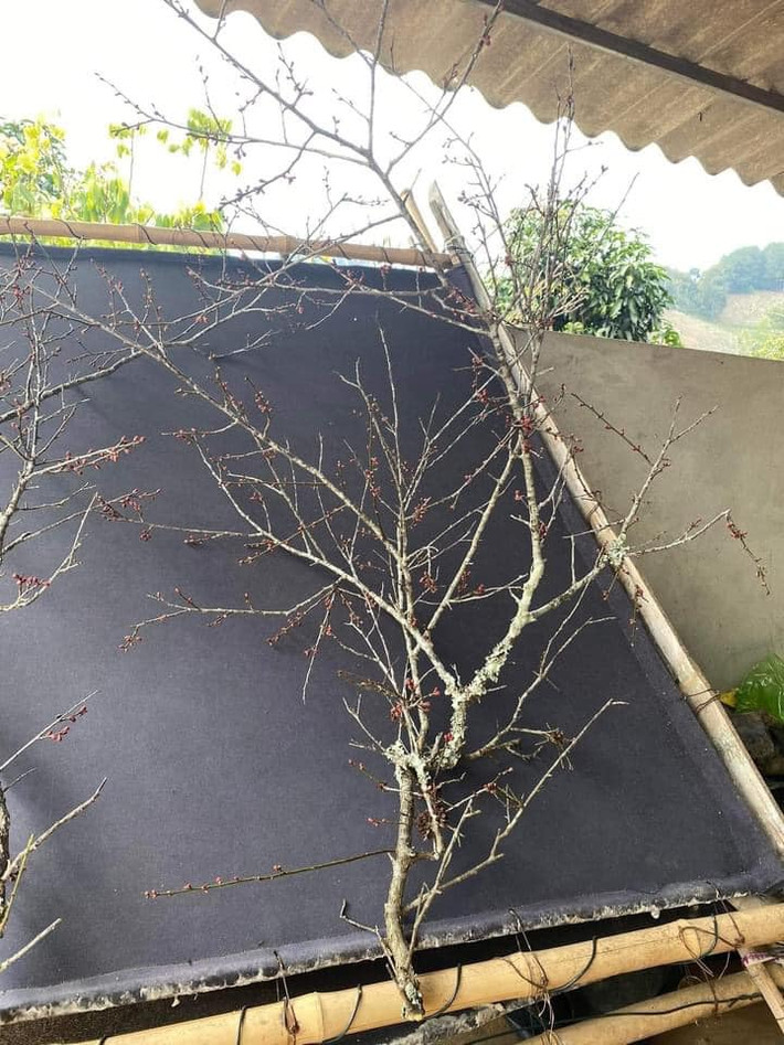 Trước kia, người Việt chỉ thường mua cành đào, cành mai...về chơi Tết. Những cành mận rừng hay lê rừng... chẳng mấy ai quan tâm.