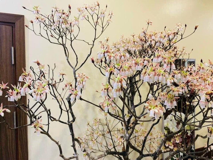 Thị trường hoa Tết năm nay còn có sự xuất hiện của những cành đào chuông mới lạ. Đào chuông có 2 loại chuông trắng và chuông hồng.