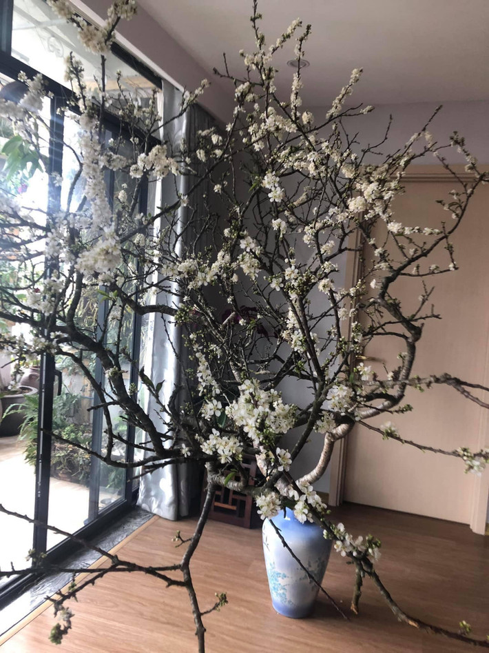 Thế nhưng, mấy năm gần đây, nhiều cành cây này lại trở thành mặt hàng hot được chị em Hà thành săn lùng để trang trí trong ngày Tết.