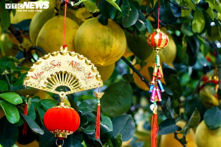 Chậu bưởi nhỏ giá 5 triệu đồng.