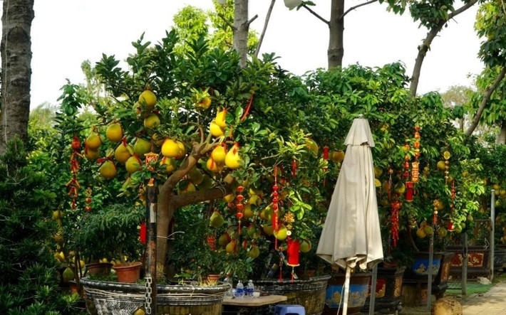 Những ngày này, tại TP.HCM, hàng loạt cây cảnh trưng Tết đang được rao bán, mời chào khách. Dọc tuyến đường Mai Chí Thọ, Phạm Văn Đồng, Quốc lộ 13 (TP Thủ Đức), các nhà vườn lần lượt nhập bưởi Diễn - loại quả thường được nhiều khách ưa chuộng - về phục vụ thị trường Tết.