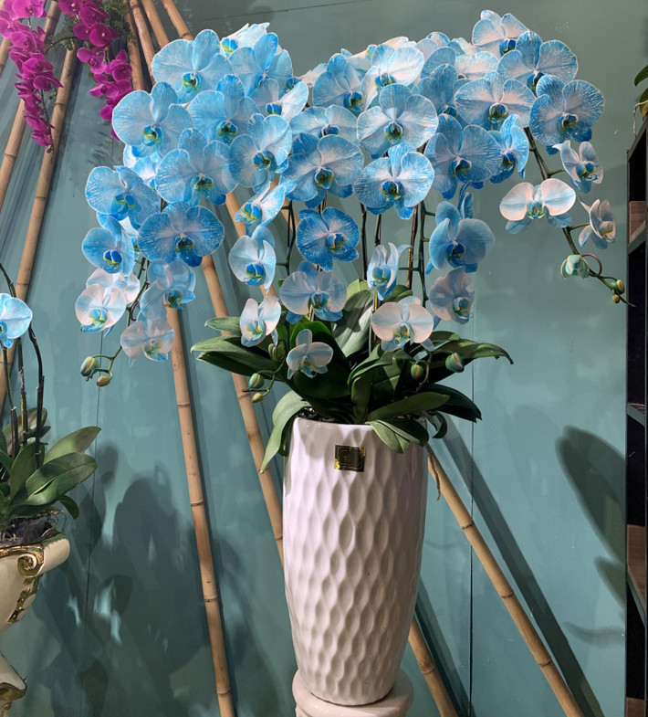 Chị Lệ (Ba Đình, Hà Nội) cho biết cách đây nhiều năm đã được thấy những chậu lan hồ điệp hoa màu xanh của Pháp và Hà Lan nhưng gần đây mới thấy bán ở Việt Nam. Ảnh: AmOrchid