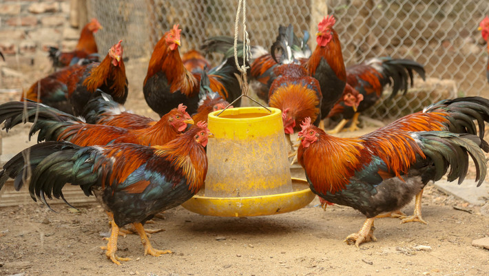 Gà mía vốn là đặc sản nổi tiếng ở xã Đường Lâm (Sơn Tây - Hà Nội). Tuy nhiên, ít ai biết rằng loại gà mía này sau khi được lấy "kê" từ lúc còn nhỏ và nuôi dưỡng lại càng trở nên giá trị hơn. Ảnh: Daidoanket