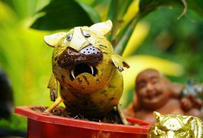 Để có những chậu dừa bonsai hình hổ cho Tết, anh Hiếu nhập giống dừa xiêm ở Bến Tre về ươm từ nửa năm trước, khi cây cao khoảng 15 đến 20 cm thì bắt đầu tạo hình. Ảnh: Lao động
