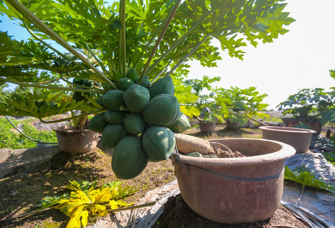 Một chậu đu đủ bonsai được đánh giá là đẹp phải phụ thuộc vào nhiều yếu tố như: Dáng cây, đầy đủ quả to, quả nhỏ, hoa và lộc. Ảnh: Người lao động