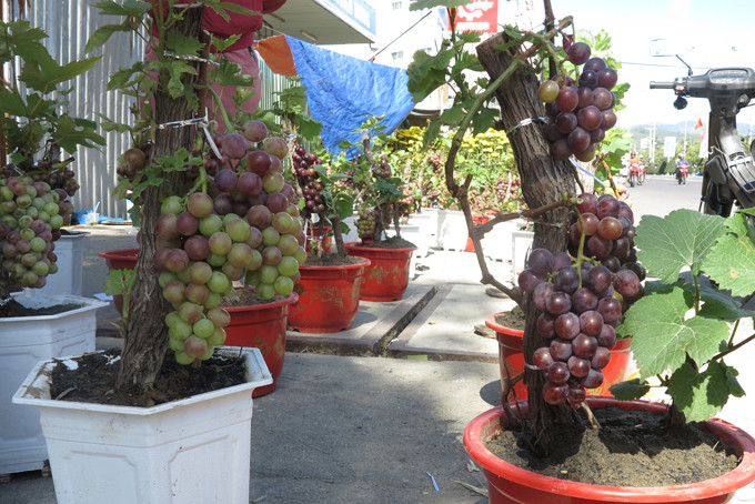 Trung bình, mỗi chậu nho cảnh chi chít quả có giá từ 300.000 - 1,5 triệu đồng. Ảnh: Báo khánh hoà