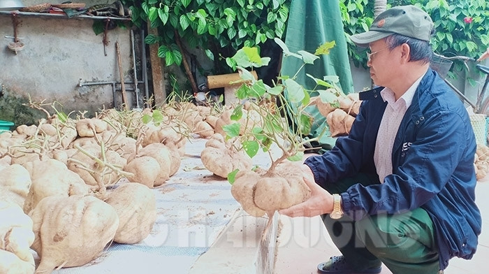 Mỗi củ đậu có giá từ 300.000 đồng trở lên, củ to đẹp có giá 1 triệu đồng. Ảnh: Báo hải dương