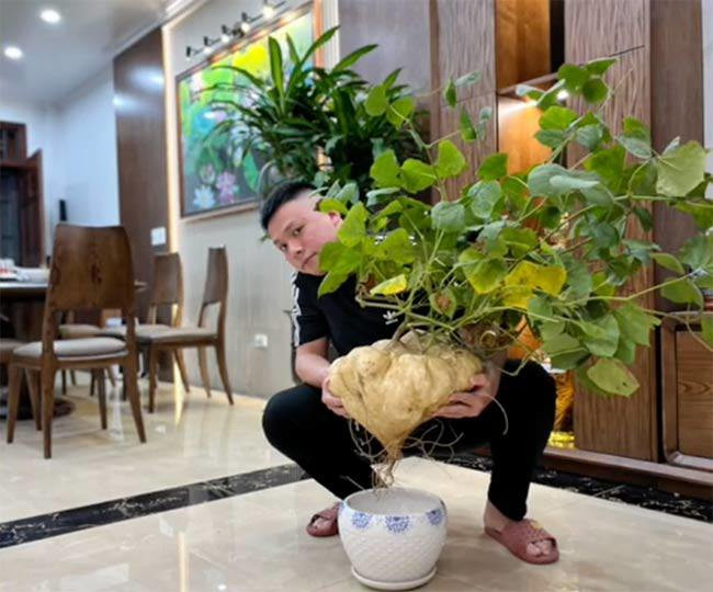 Chủ nhân của cây cảnh siêu độc lạ này tiết lộ, anh được một người bạn tặng cây củ đậu đột biến nặng 15kg với ý nghĩa đặt trong nhà ngày Tết đem lại mau mắn, tài lộc. Ảnh: Tiktok