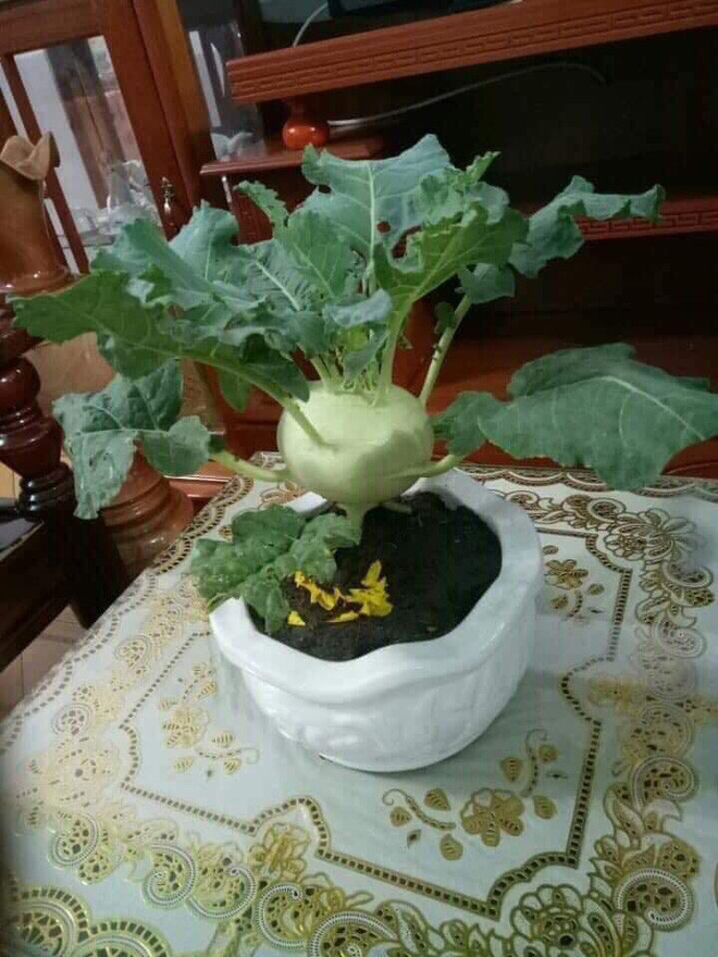 Su hào cũng được đưa lên chậu thành bonsai chơi Tết. Ảnh: Facebook