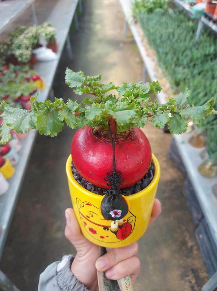 Mỗi chậu chỉ trồng được một củ nên kích thước củ càng lớn thì giá càng cao. Ảnh: Facebook