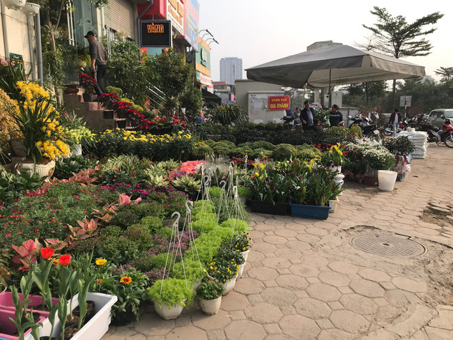 Từ lâu, đoạn phố kéo dài từ dốc Bưởi đến đường Hoàng Hoa Thám đã được biết đến như một trong những chợ hoa Tết nổi tiếng ở Hà Nội. Ảnh; VTV