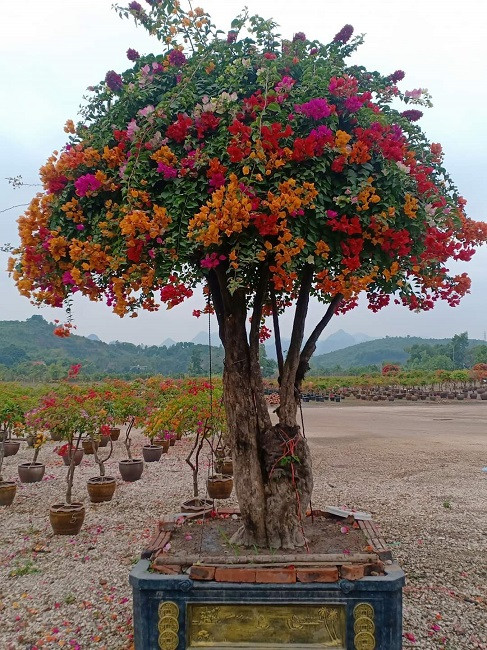 Những cây hoa giấy này có giá cao vì là cây nhập khẩu, không phải cây ghép. Ảnh: Dân Việt