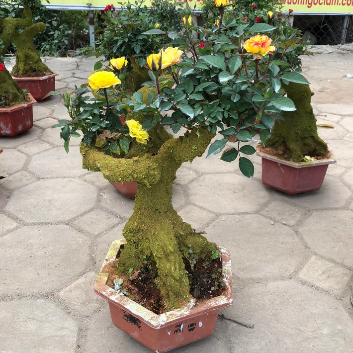 Mỗi cây một dáng thế, có cây buông xuống tựa dòng thác đổ, có cây vươn mình kiêu hãnh khoe thế vượng long.