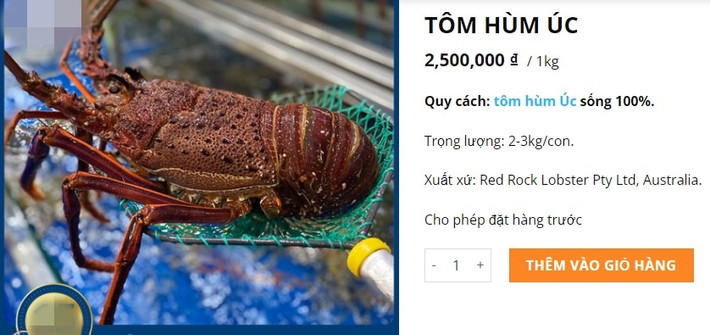 Tuy nhiên, tại một số cửa hàng hải sản nhập khẩu, tôm hùm Úc tươi sống có giá 2,5 triệu đồng/kg (loại 2-3kg/con). Ảnh chụp màn hình