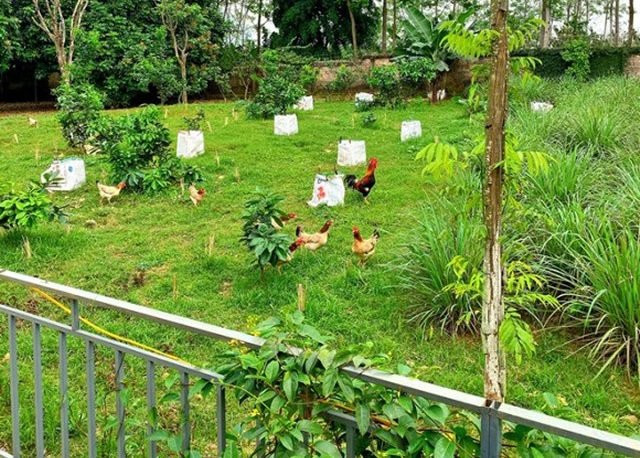Khu vườn trong biệt thự có nhiều loại rau, trái cây, thậm chí còn nuôi được gà trong vườn. Ảnh: FBNV