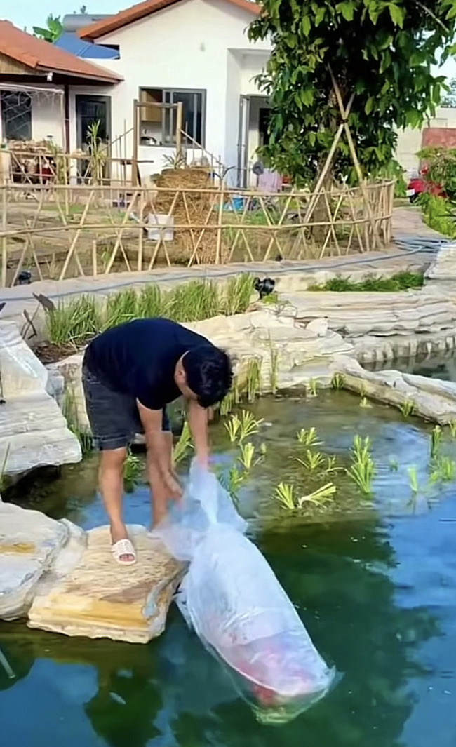 Hồ cá rộng mang lại cảm giác thư thái. Nguồn ảnh: FBNV